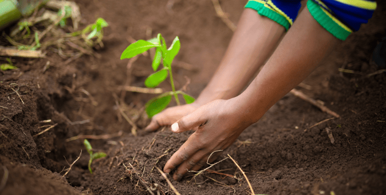 Tree Planting A Step Toward Environmental Sustainability