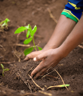Hands planting a tree seedling into the soil